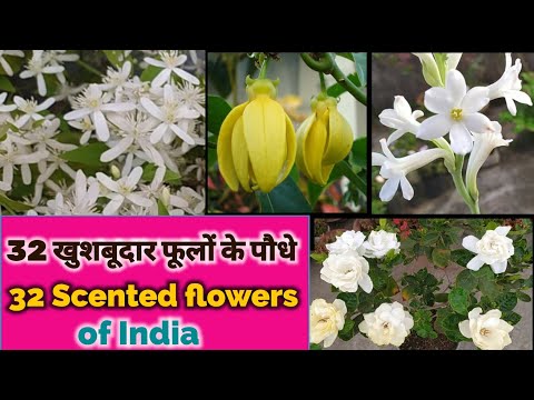 वीडियो: पौधों के लिए लैंप (40 तस्वीरें): इनडोर फूलों के लिए फाइटोलैम्प कैसे चुनें? घर पर ऑर्किड उगाने के लिए फाइटो-लैंप। मालिक की समीक्षा