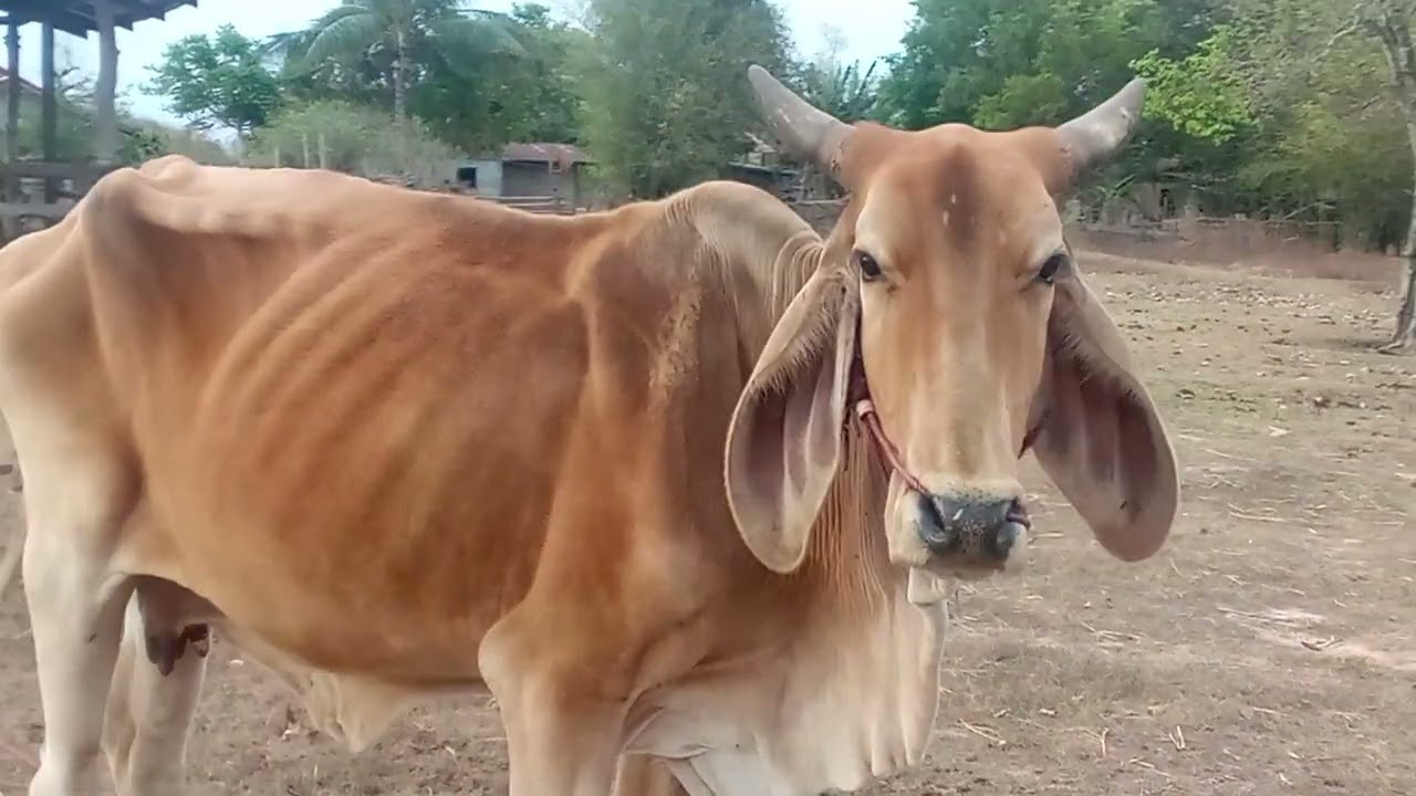 วัวโตใหญ่ อาหลี