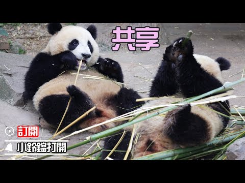 《熊貓早晚安》關係好，就要共享好“食”光！| iPanda熊貓頻道