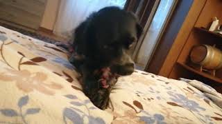 Бретонский эпаньоль - говорящий пёс. Охотничья легавая собака.