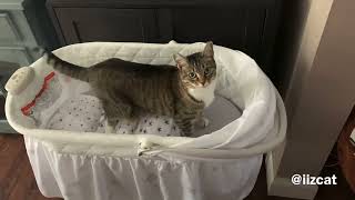 Minnie thinks the bassinet is for her…
