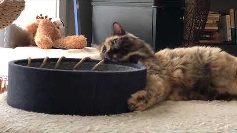 Petlinks® Scratch Around™