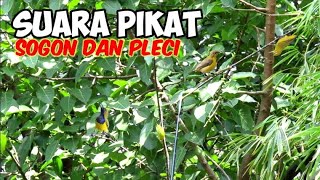 Suara Pikat Sogon Dan Pleci Paling Simpel Dan  jernih