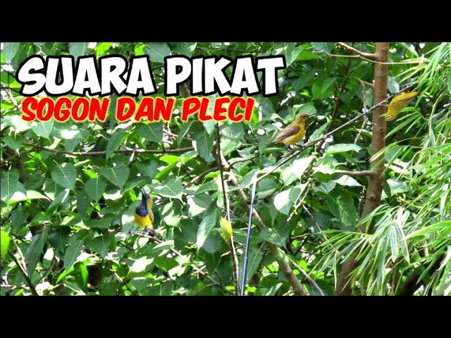 Suara Pikat Sogon Dan Pleci Paling Simpel Dan  jernih class=