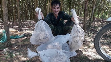 vượt 25km đi săn ong vò vẽ và cái kết đẹp/quách tế vlog