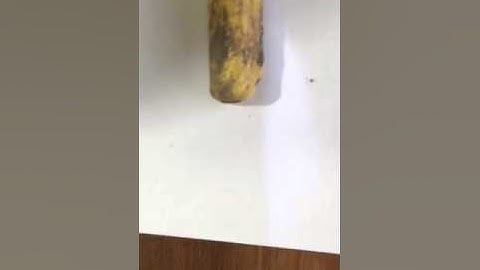 Deteknix XPointer Wader Li vs Garrett AT pointer.  No comparison. Do not buy a Deteknix!