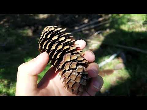 nature ASMR | Build Up, Screen Taps, Rambles, Epic Cronches In Pinecone Paradise