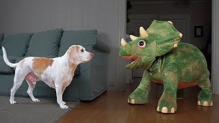 Dogs vs Dinosaurs: Funny Dogs Maymo, Potpie & Penny & Triceratops