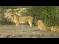 SOUTH AFRICA lion chasing away hyena and elephant at waterhole, Kruger park (hd-video)