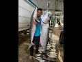 Shark frenzy  huge tarpon caught  fishing with captain dillon on the ocean explorer trinidad