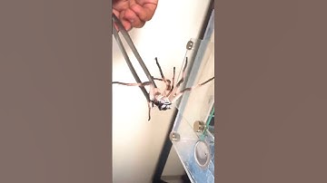 Bullet Ants ATTACK Huntsman Spider
