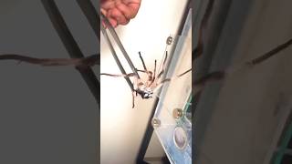 Bullet Ants Attack Huntsman Spider