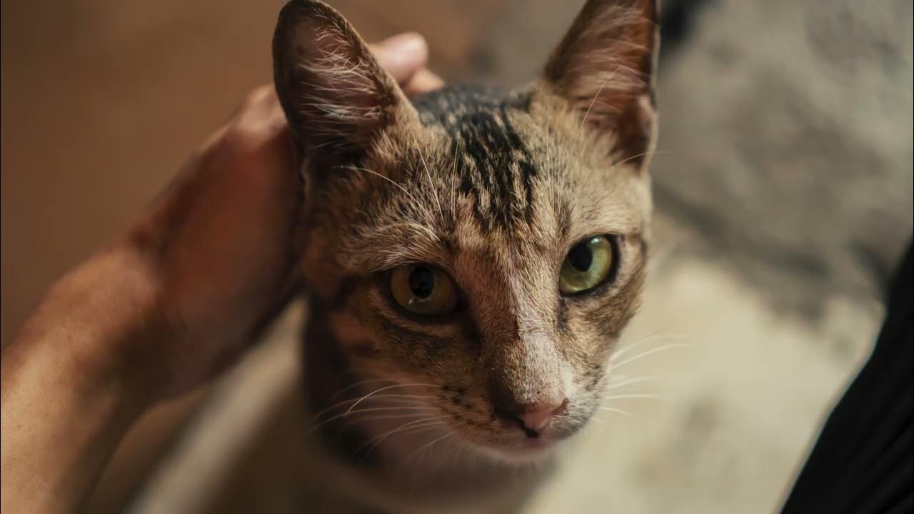 Met a very friendly stray cat Cat photography ep 16 YouTube