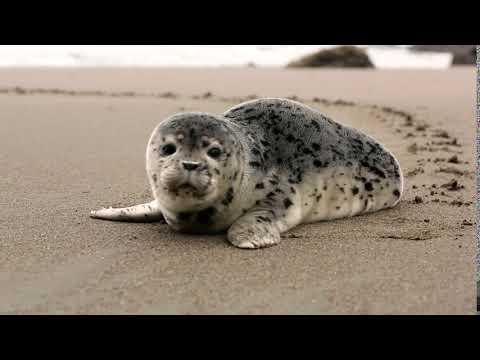 Sevimli fok balığı | Cute seal