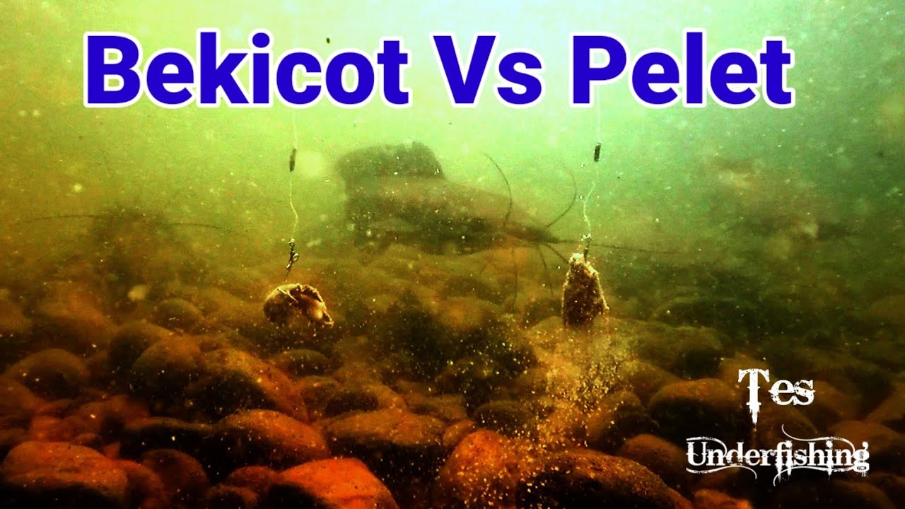 Tes Umpan Lele Bekicot Vs Pelet Bagus mana | Underfishing