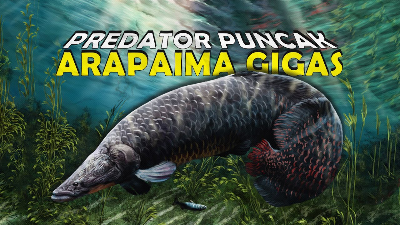 ALASAN KENAPA IKAN PREDATOR AMAZON ARAPAIMA GIGAS DI LARANG DI ...