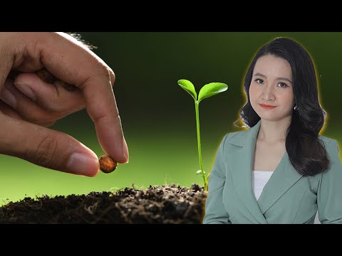 Video: Làm thế nào để bạn gieo hạt giống Trillium?