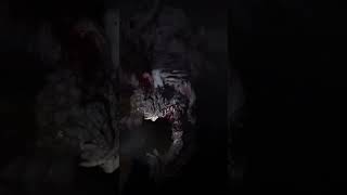 I Feel Bad For The Rat King - The Last Of Us Part Ii