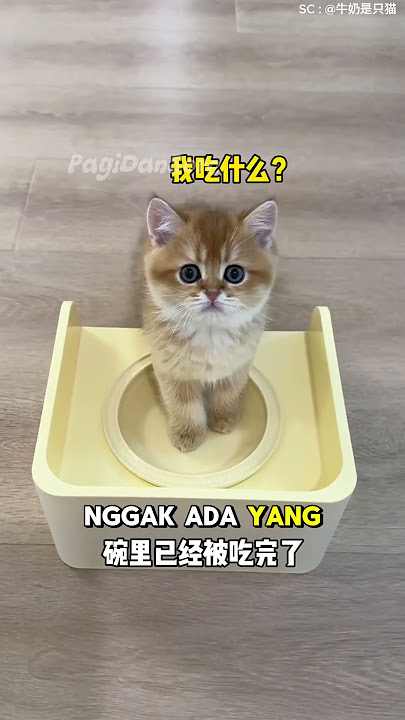 Si Bontot Di Bully Sama Kakaknya #shorts #kucing