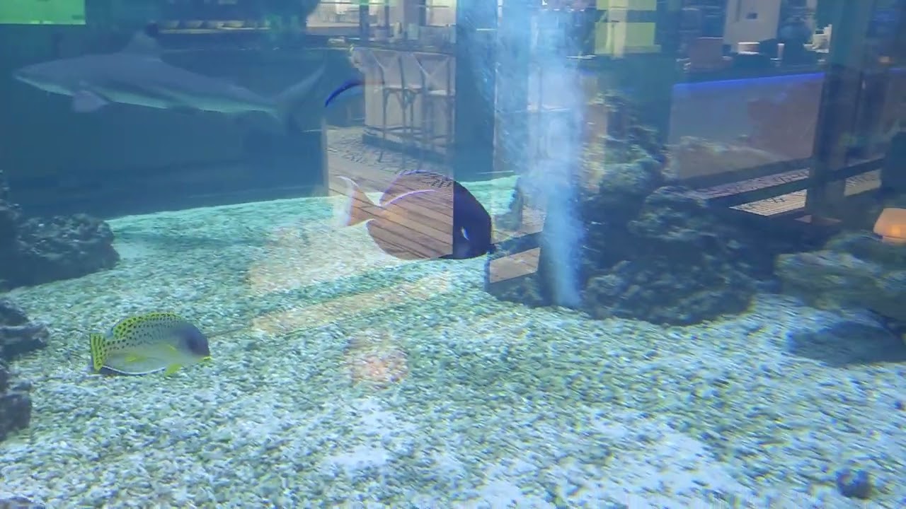 2 new xxxl Achillis tangs for the clients tank!