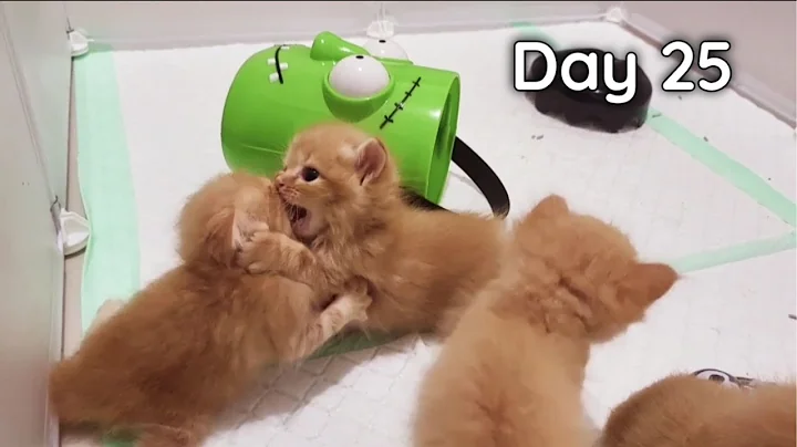 Video 4579171: munchkin cat kitten, kitten wild cat, cat kitten baby, baby kittens growing