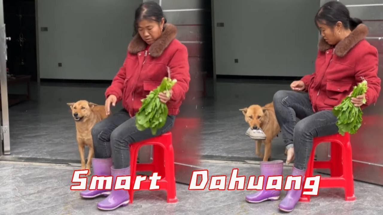 Dahuang Really Seems To Know How To Feel Sorry!