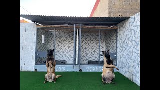 Incroyable Transformation des box chiens !!! // تحول لا يصدق