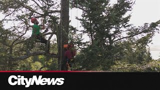 Tree climbing tour at UBC takes conservation to new heights