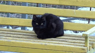A black cat is hiding in a hole by Robin Seplut 2,696 views 3 weeks ago 5 minutes, 39 seconds