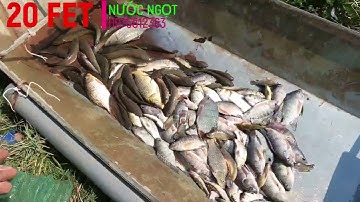 20 FET  NƯỚC NGỌT  Kích Cá   Xiệt CÁ   Xiệt điện nc ngọt   Tét Thực Tế kích cá nc ngọt