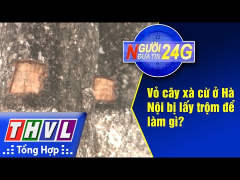 Video THVL | Người đưa tin 24G: Vỏ cây xà cừ ở Hà Nội bị lấy... - youtube