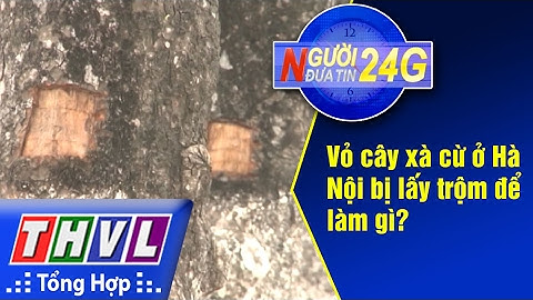THVL | Người đưa tin 24G: Vỏ cây xà cừ ở Hà Nội bị lấy trộm để làm gì?