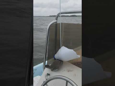 Shrimping Nelson Bay