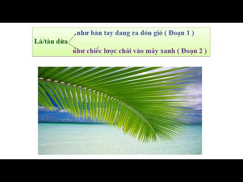 Video giáo án môn Tập Đọc ( Lớp 2 ) Bài: Cây dừa.