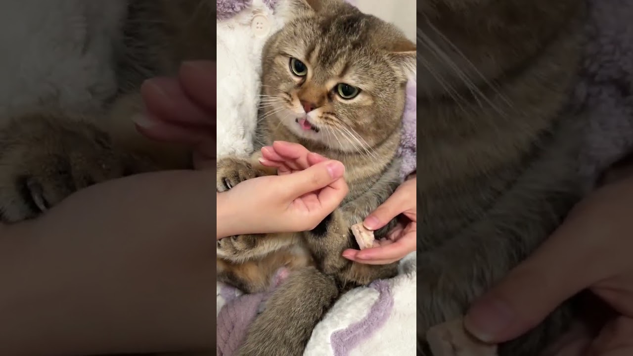 The little brat started eating crunchy snacks again 