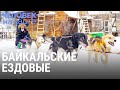 Байкальские ездовые (хаски) | ЧЕЛОВЕК НА КАРТЕ