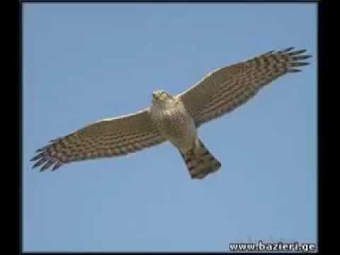 ჟღალი მიმინო