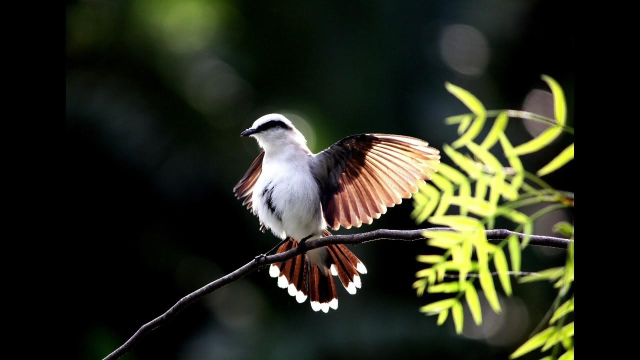 Soothing Birds Chirping Music - YouTube