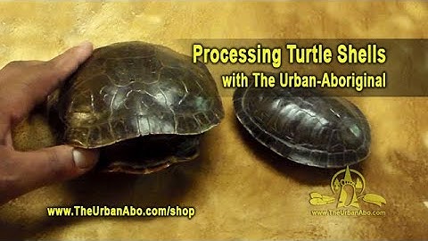 Processing Turtle Shells w/ The Urban-Aboriginal
