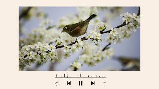 Morning Bird LoFi ☀️ Gentle Study Beats for a Calm &amp; Focused Start