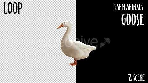 Farm Animals - Goose - 2 Scene | Motion Graphics - Envato elements