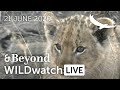 WILDwatch Live | 21 June, 2020 | Morning Safari | South Africa