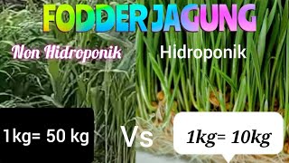 🔴 Membandingkan hidroponik dengan Fodder Jagung Non Hidroponik (subtitle) #fodderjagung  #viral