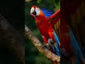 Parrot in playful mood #calm #mindcleanse #focus