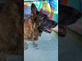 Pastor Alemão se refrescando. #germanshepherd #pastoralemao