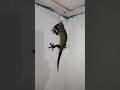 Tokek raksasa #shorts #trendingshorts #shortvideo #funny #fypシ゚viral #viralvideo #comedy #viral
