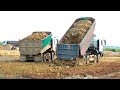 amazing group dumper truck loading spread dirt with bulldozer pushing to improve