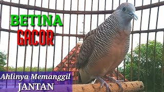 Perkutut Betina Memanggil Jantan || Female Turtledove Calls Male