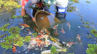Wonderful Fishing Catch Up So Many Betta Galaxy Halfmoon, Goldfish Orenda Big Koi Fiosh In River