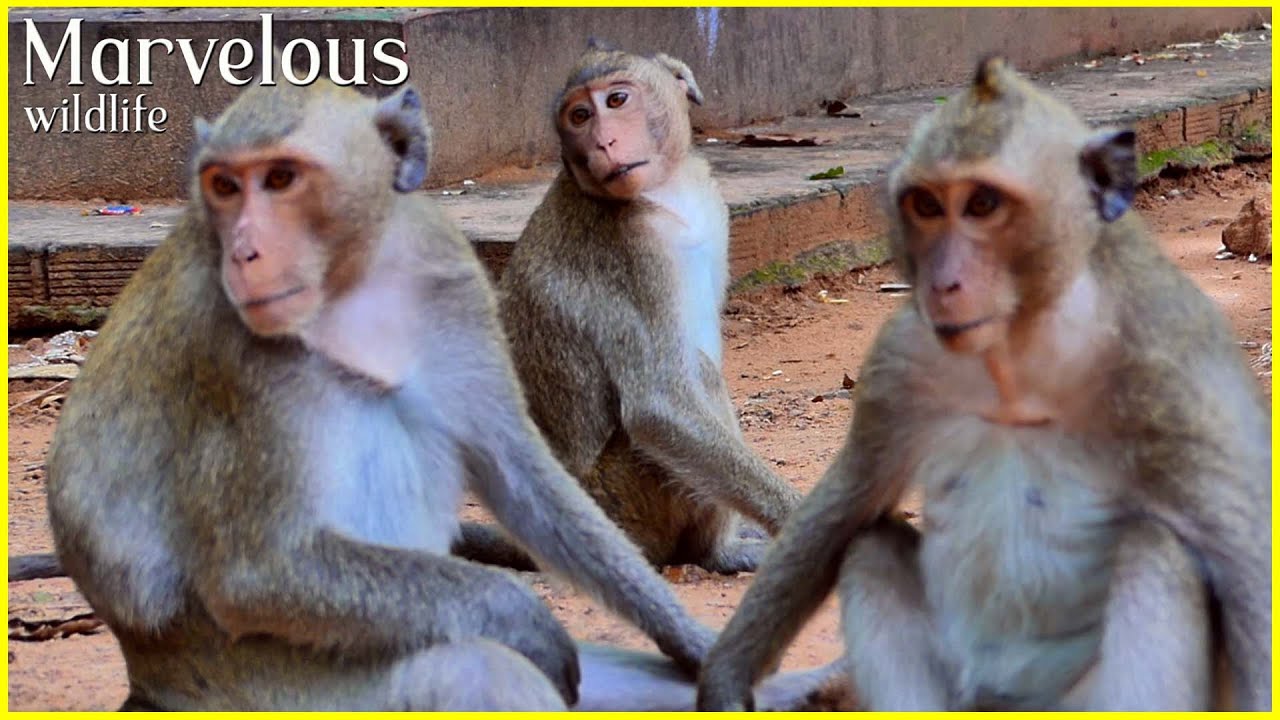 Updating...! Handsome sweet boy Jody monkey with activities, Jody is responsible for herself